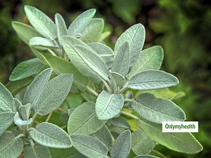 Common Sage Plant Benefits: Learn 5 Medicinal Uses Of This Ayurvedic Herb