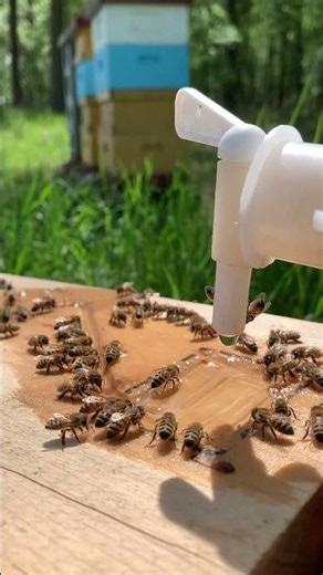 Bees Drinking From a Water Feeder || ViralHog