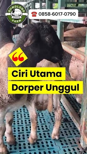 Main Characteristics of Superior Dorper #sheep #sheep