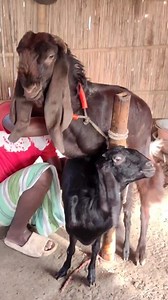 302K views · 1.8K reactions | Goat A Beautiful Moment I animal funny videol lacky goat farm #reelsvideo #reel #reels #shorts #viralreel #newreels #reelintragram #Reels #reelsfb #reelviral 25 27marc e1 | Lacky Goat Farm | Facebook