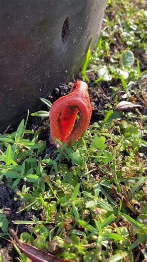 Stinkiest Stink That Ever Stunk #stinkhorn #mushroom #mycology