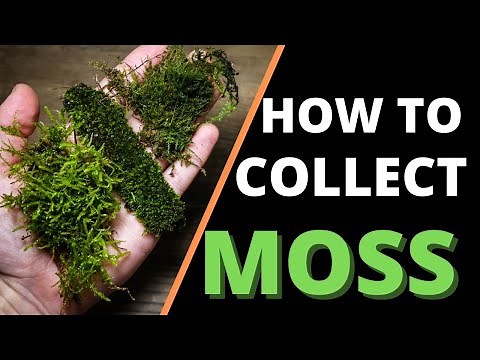 How To Collect & Prepare Moss For Terrariums