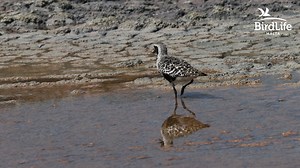 🇬🇧 The Grey Plover is a rather scarce visitor to the Maltese Islands, hence it is no surprise that the occurrence of one manages to stir the enthusiasm of most bird enthusiasts. Recently, a #GreyPlover decided to spend a couple of days at our Salina Nature Reserve, where it found the suitable habitat where to rest and feed until it felt it appropriate to continue with its migration. The locations in the Maltese Islands where birds such as the Grey Plover can find refuge are very limited, hence