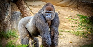 Endangered Gorillas Returned To Wild After Being Rescued From Animal Trafficking Ring