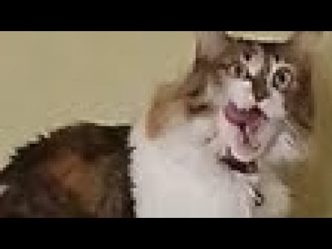 Xbox one kill screen