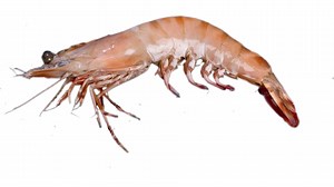 Guide to Eating Sustainable Prawns