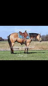 Boone County Draft Horse and Mule Sale on Reels