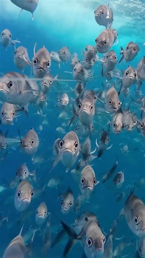 Best Fishing Camera Footage Ever?