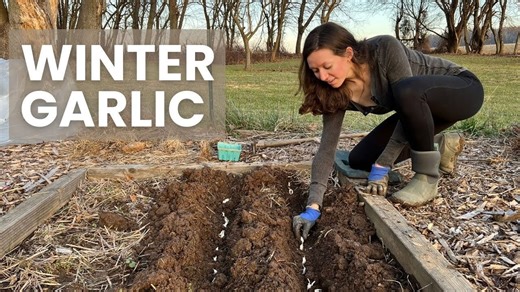 How to plant garlic during cold winter months