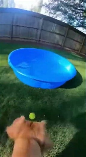 Dog's Day Out: Backyard Adventure