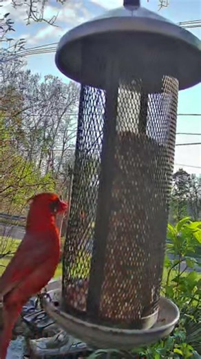 The Reddest Bird in North America | Male Northern Cardinal #Shorts
