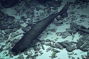 NEW STUDY SHEDS LIGHT ON ALASKA'S LARGEST, MOST MYSTERIOUS SHARK