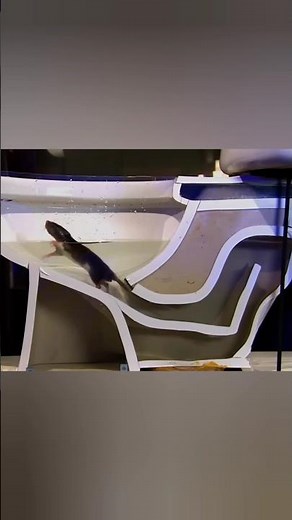 Rats and Snakes Crawling Out of Toilets?! The Shocking Truth