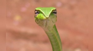 Skeptical Snake | Know Your Meme