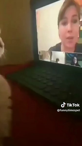 Cats in Class: Hilarious Moments with Feline Friends