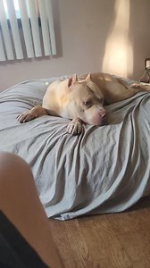 Diesel Dogs on Reels