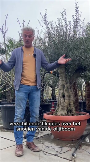 De olijfboom in april | Tuinmanieren #tuinieren #gardening #tuinmanieren #garden #lente #olijfboom