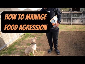How to Manage Dog Food Aggression