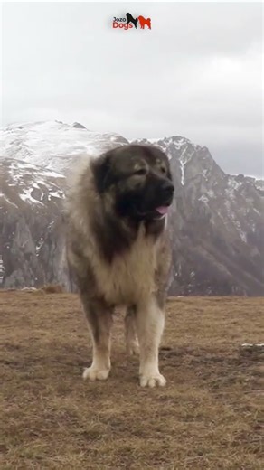 Caucasian Shepherd dog #dogs