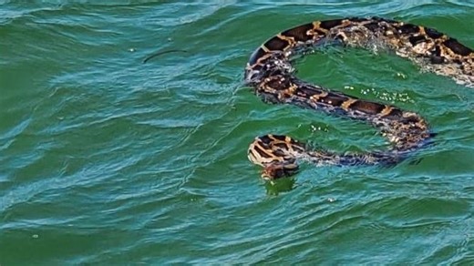 How strong and fast can a python swim in Florida waters? You'd be surprised