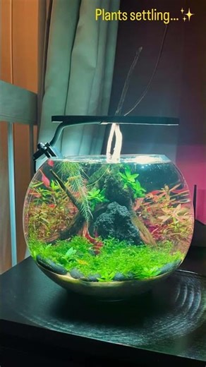 My First Planted Bowl – From Empty to Stunning 🌿✨ #throwback