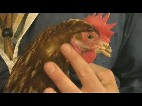 Chickens Have Earlobes? And They Tell Egg Color!
