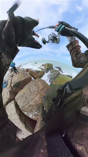 A landing net would've been handy. #fishing #sheepshead