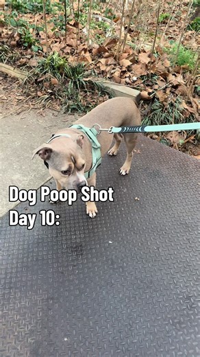 Dog Poop Shot: Day 10 Update