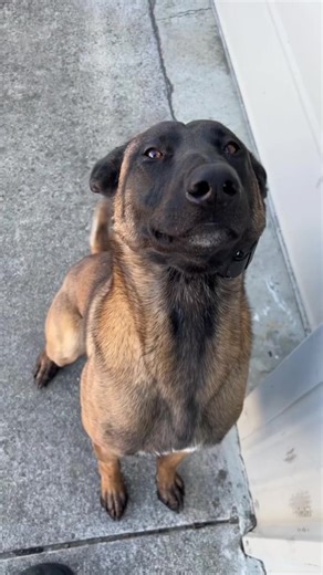 Hilarious Moments with a Belgian Malinois