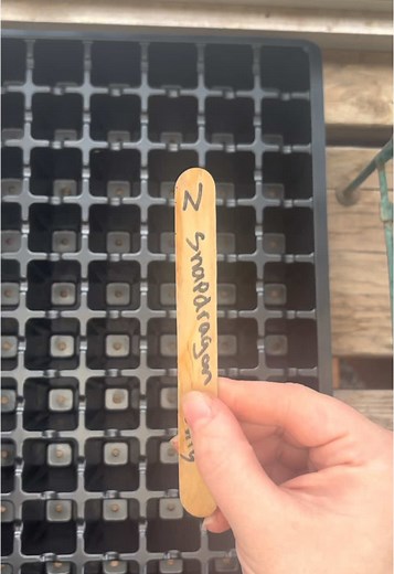 Separate Snapdragons with me! #flowers #flowerfarm #cutflowers #snapdragon #gardentok