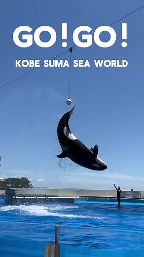 神戸須磨シーワールドのシャチパフォーマンス体験