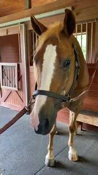 My daily grooming routine for my horse 😊. #horse #equestrian #grooming #horses #horsegirl #equine
