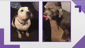 Dogs in need of forever home after owner killed in shooting