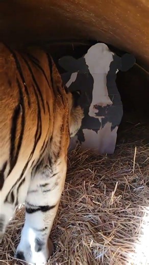 Funny moments with a cheetah and a cow 🐆🐄😄#AnimalFun #WildlifeMoments #FunnyAnimals #Cheetah #Cow