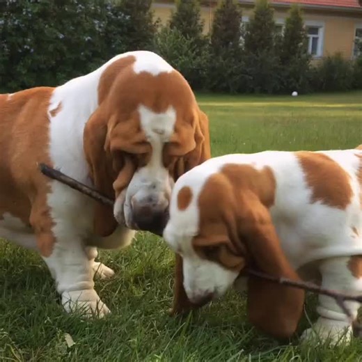 Basset hound for Adoption (@adorable.basset.h)’s videos with original sound - Basset hound for Adoption