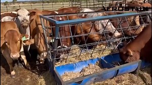 11K views · 168 reactions | Planning paddocks for grazing management...