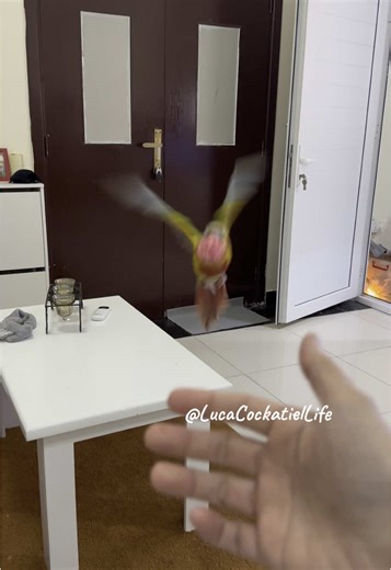 Loony unlocked her first trick.🤗🎉 #conure #conureoftiktok #fyp #parrot #bird #pineappleconure #fypシ゚