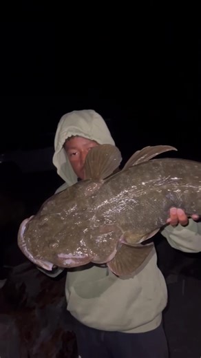 Catch Large Flathead Fish in Action