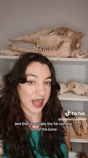 Easy Bone Degreasing! One step of many in the bone cleaning process #bonetok #vultureculture #cleaningbones #animalbones #odditiesandcuriosities #goblincore #degreasingbones