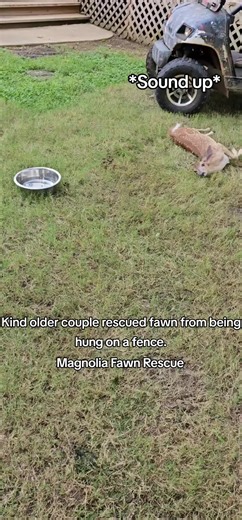 Fawn was extremely stressed so she was given meds to help her calm and try to prevent capture myopothy. Donations are so very appreciated and needed, thank you.❤️ Paypal.me/magnoliafawnrescue Mail: Magnolia Fawn Rescue 1066 Hayes Drive Gray Court, S.C. 29645 #fawn #babydeer #wildlife #rescue #fyp