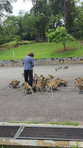 Mr Monkey Loves banana  #monkey #food #banana #travel #adventure #beautiful #enjoy #delicious #worldtraveler #feeding #penang #malaysia | Macca Life Natureandtravel | Facebook