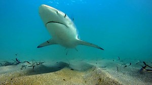 6.4K views · 53 reactions | Researchers at Florida Atlantic...