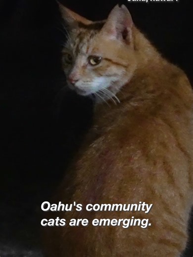 Cats are resilient survivors, but many need urgent support in the aftermath of disasters like the Hawai’i floods. Alley Cat Allies' Rapid Response Team is on the ground in Oahu to provide that support. We're deploying more of our team now, and they will be on the island tomorrow to bring even more food, water, and care to flood-impacted cats and kittens. Your gift today will be 2X matched to support our Hawai’i flood response at alleycat.org/HawaiiFloods or the link in our bio. #flashfloods #dis