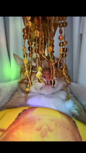 👑 🐱 Hit that follow for more music clips 🙏 -song; LORD SCORE - WASSUP . . . . . #fyp #catsoftiktok #hiphop #rap #memes