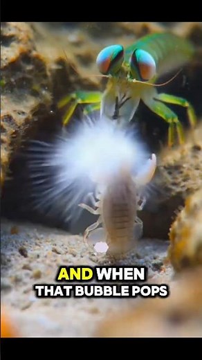 The Shrimp That Shoots a Bullet of Water 🦐