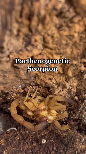 Tityus stigmurus with brood! #Tityusstigmurus #brazilscorpion #parthenogenesis #scorpiontok #reptileshop #tucson #arizona #everevolvingexotics