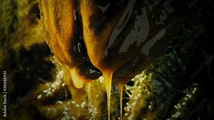 Slimy Alien Egg Pod Dripping In Nest