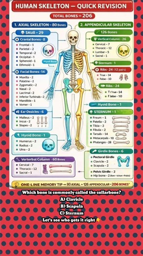 Human Skeleton Quiz 🦴 | 206 Bones Explained in 30 Seconds | Can You Answer This? #shorts #biology