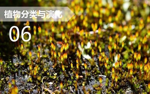 【植物分类与系统发育】06 苔藓植物（五）：藓类（上）