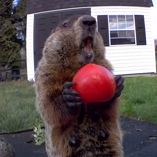 527K views · 376 reactions | ASMR lovers meet your new favorite account Via Chunk The Groundhog on YouTube https://www.youtube.com/user/jeffpermar/featured | Yahoo | Facebook